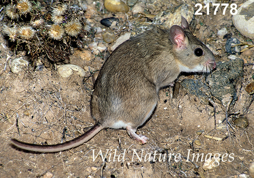 White-toothed Woodrat (Neotoma leucodon)